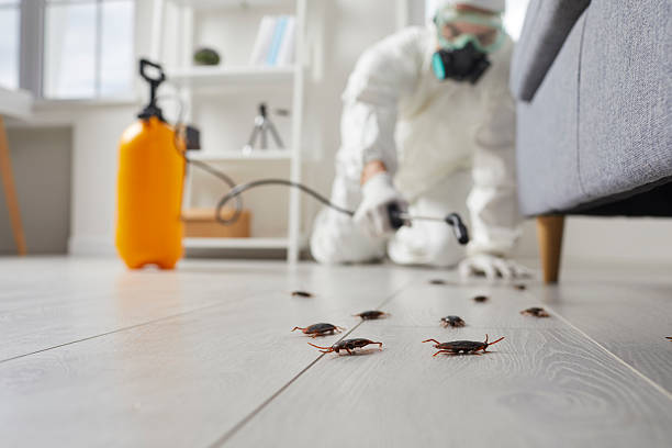 Commercial Rodent Management in Rossville